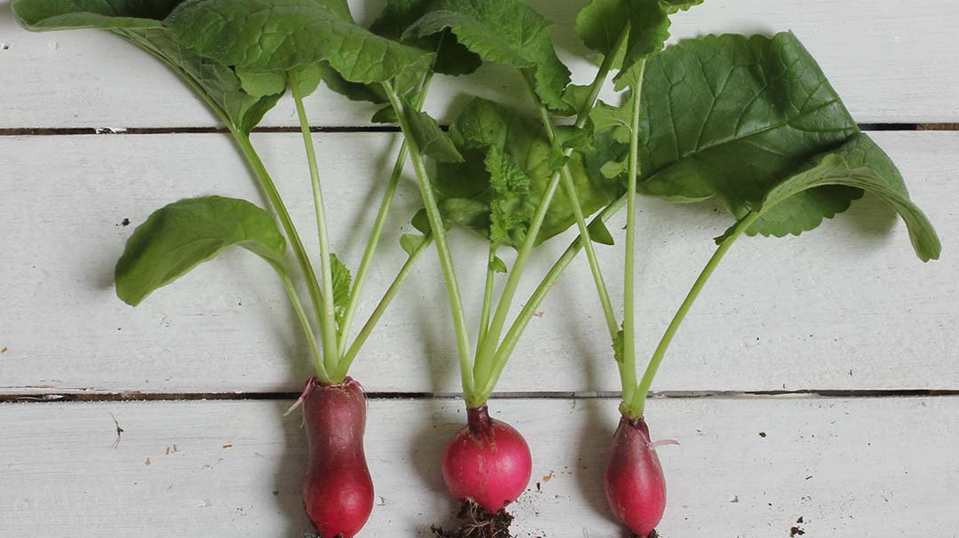 Zdrowe odżywianie: rzodkiewka